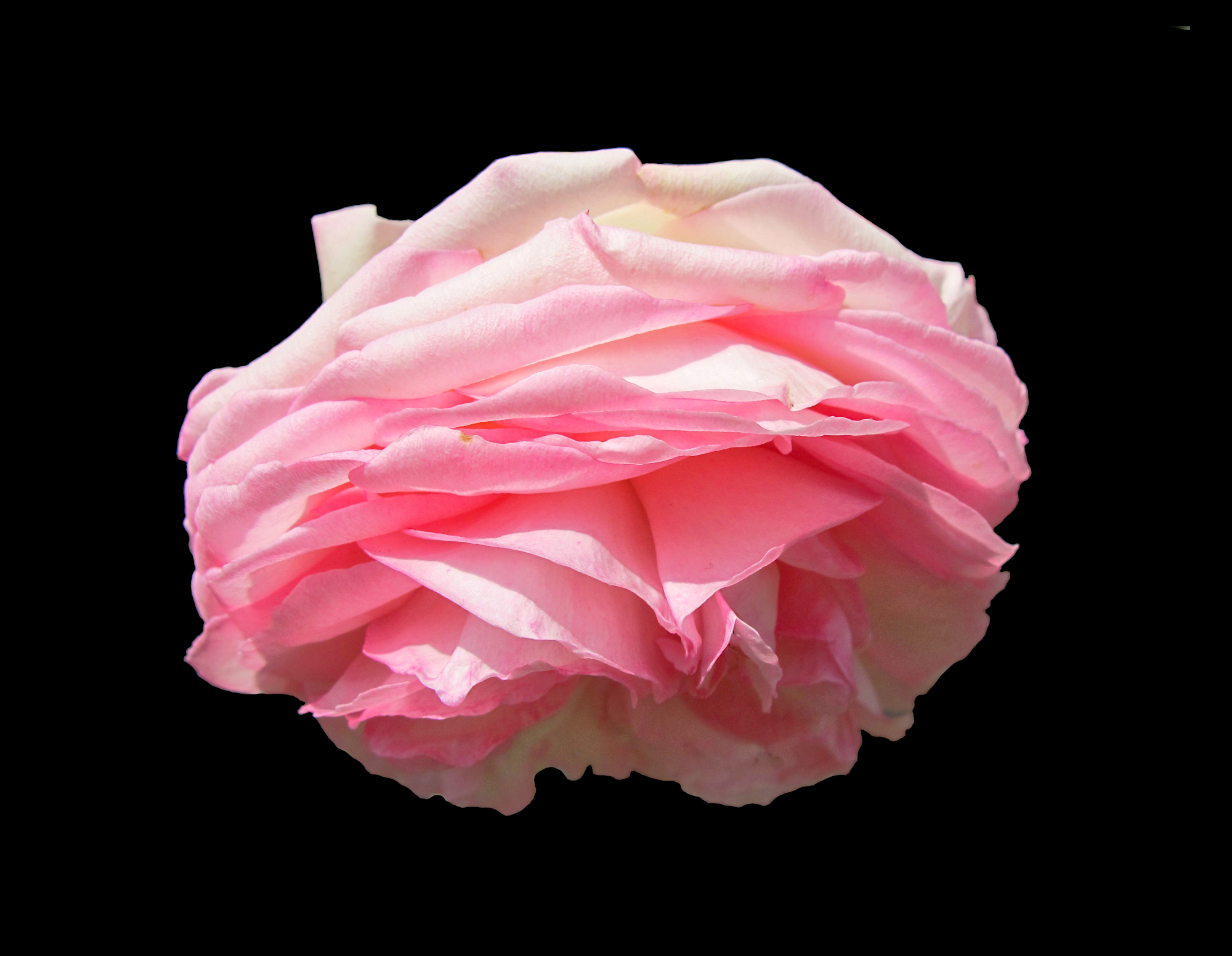 Pink rosy rose flower in sunlight